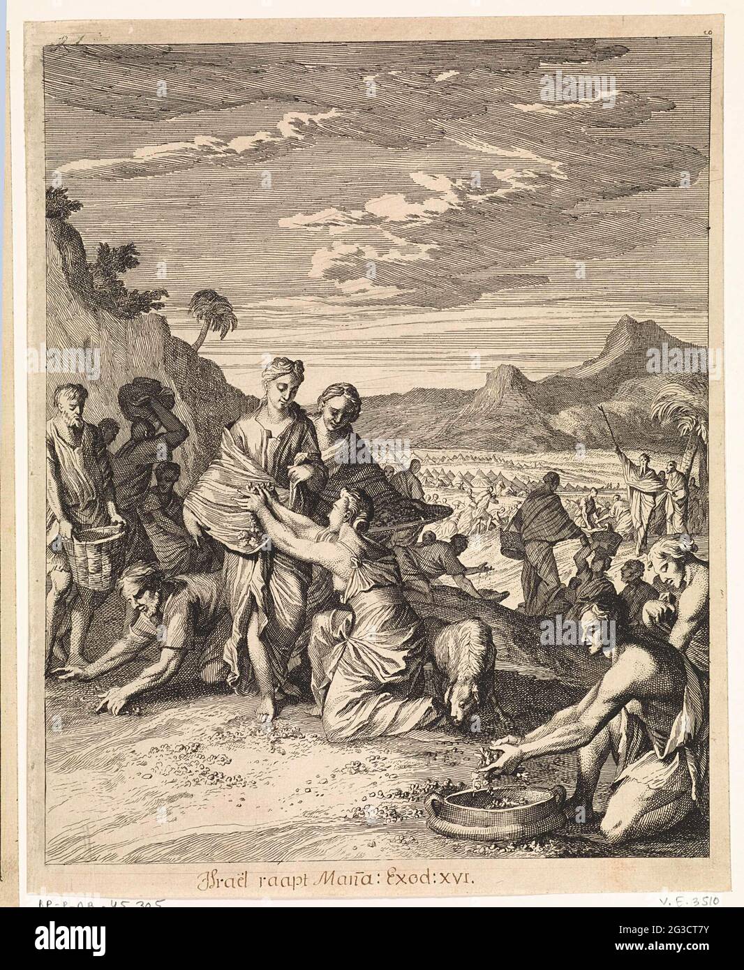 Collection of the manna by the Israelites Stock Photo - Alamy