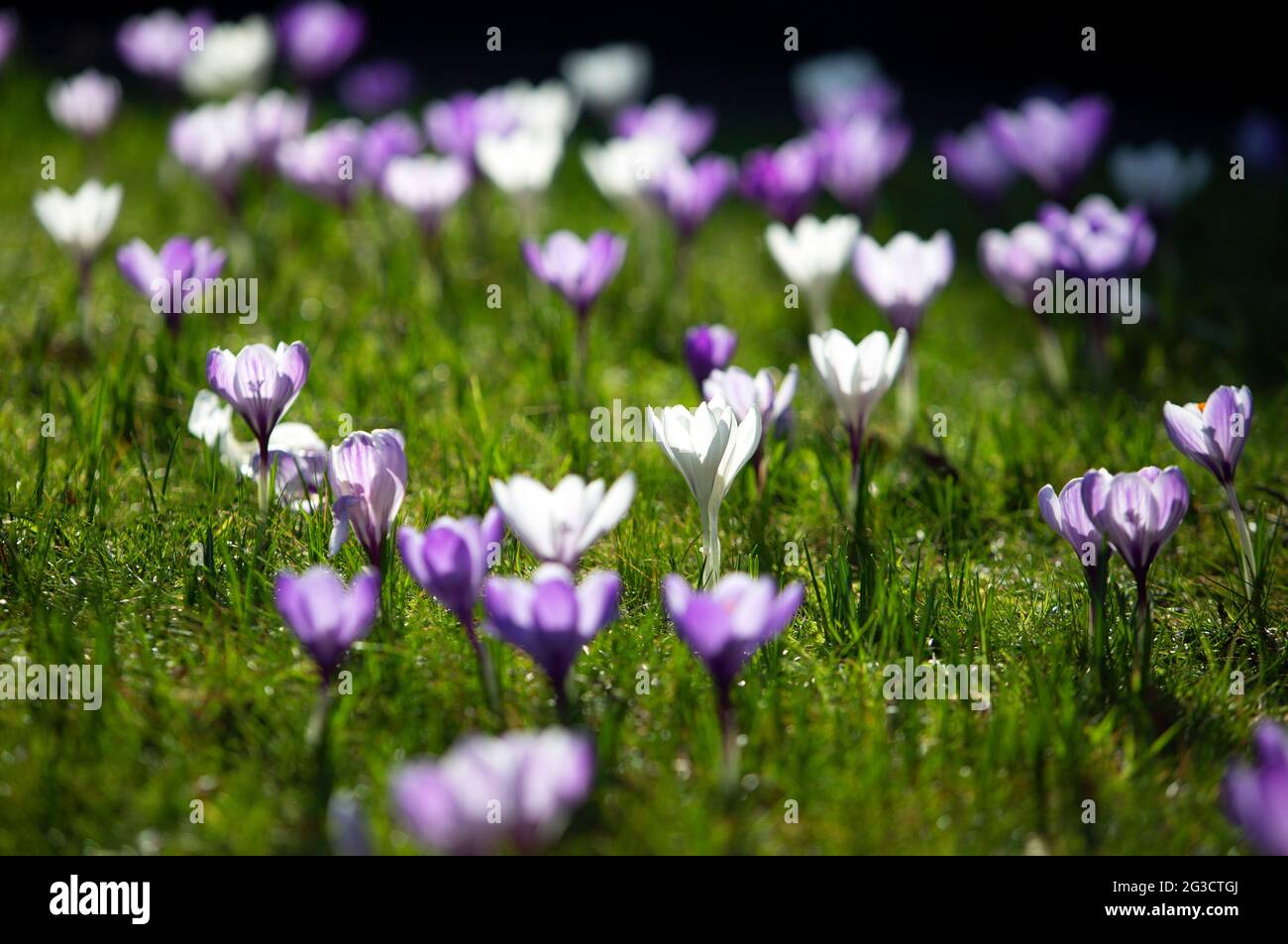 Crocuses in bloom on March 1st 2020 which is the first day of spring ...