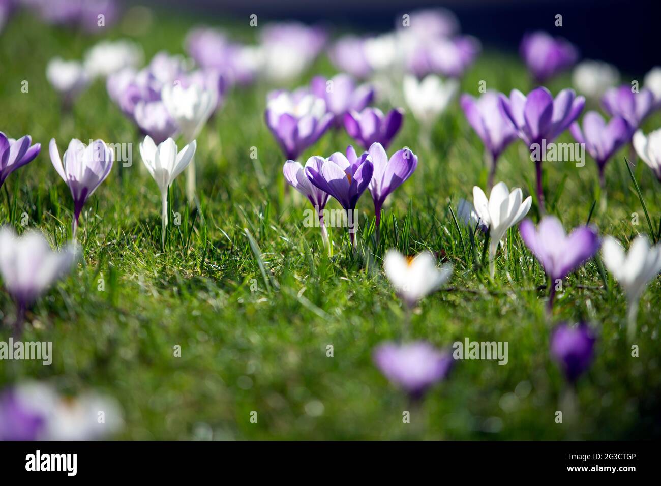 Crocuses in bloom on March 1st 2021 which is the first day of spring ...