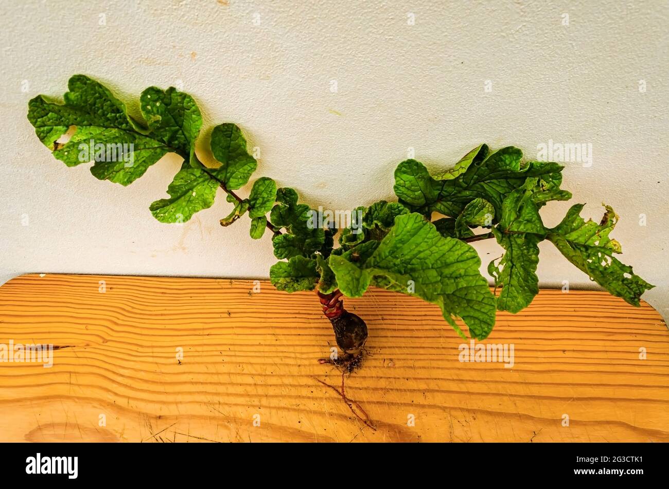 A smll radish attached to its leaves is resting on a board table against a wall. Stock Photo