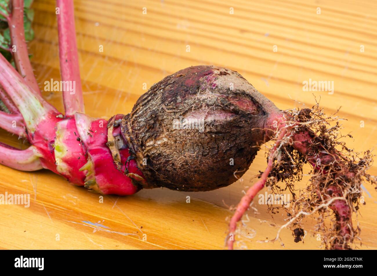 Whole Radish Root Stock Photo Alamy