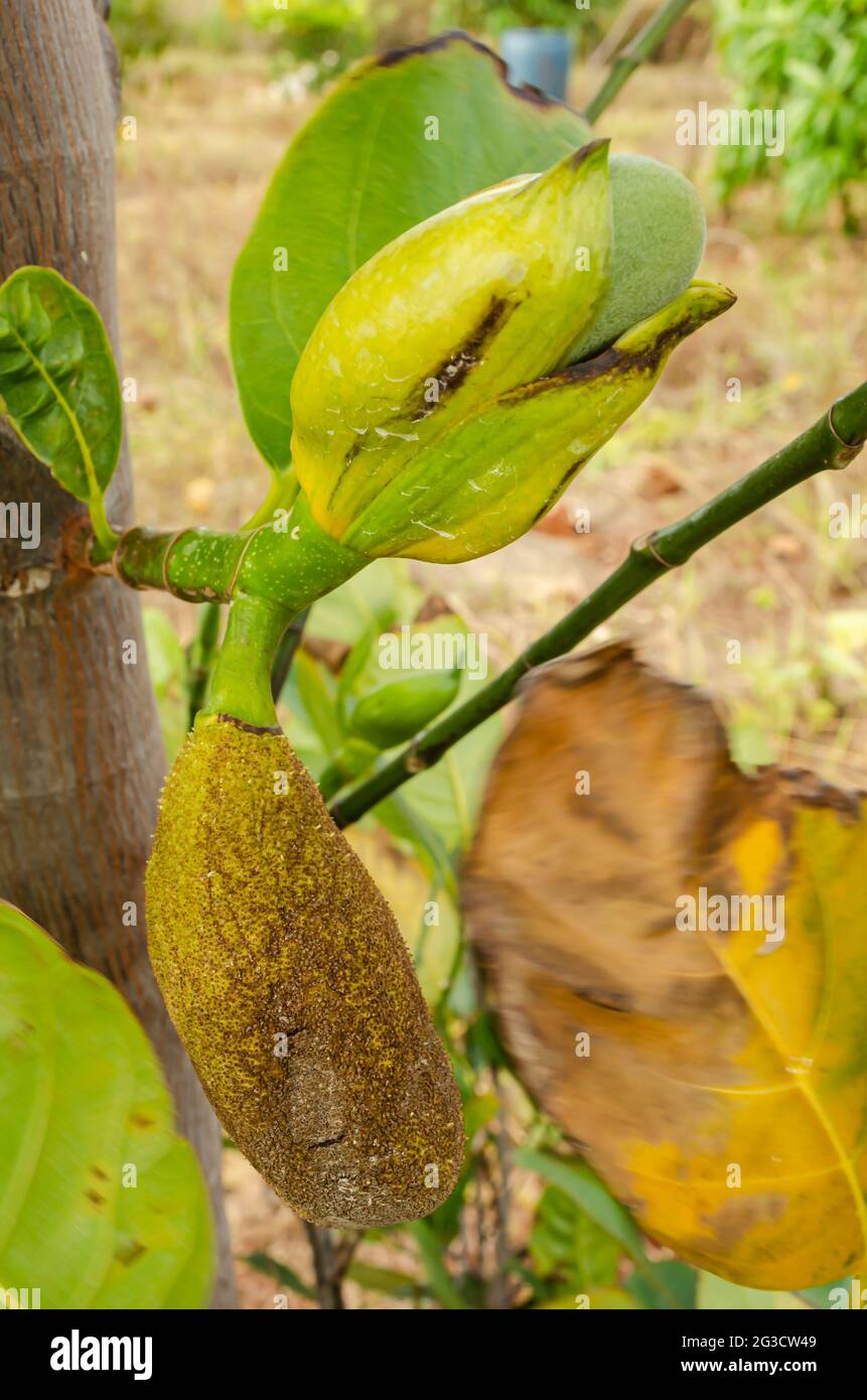 Jackfruit Blossoms Growing Stock Photo Alamy