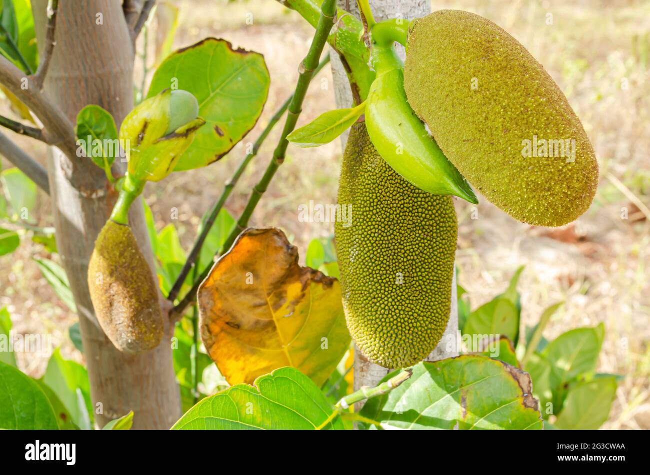 Jackfruit tree leaves hires stock photography and images Alamy