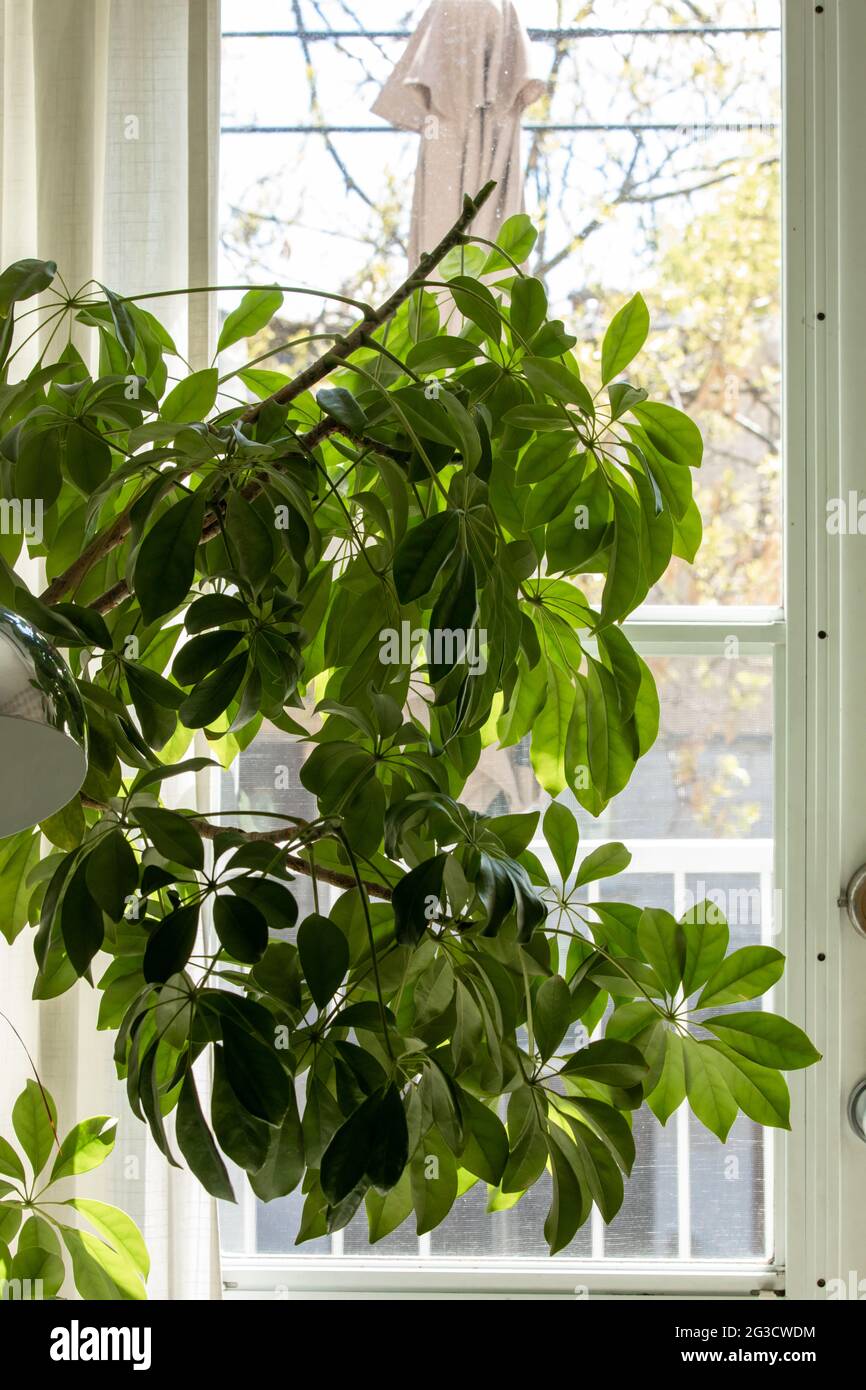 Umbrella tree hires stock photography and images Alamy