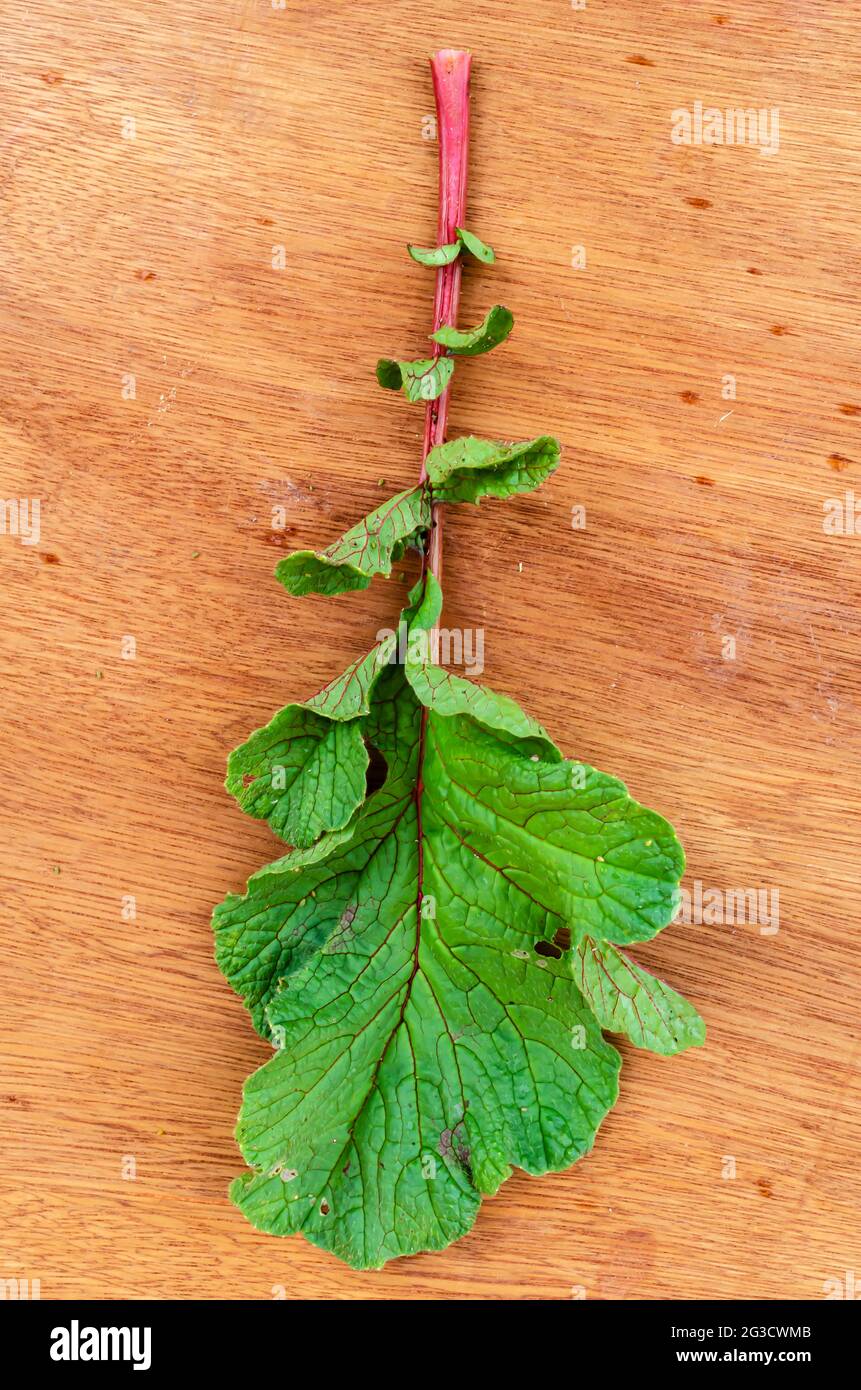 Whole Radish Leaf Stock Photo Alamy