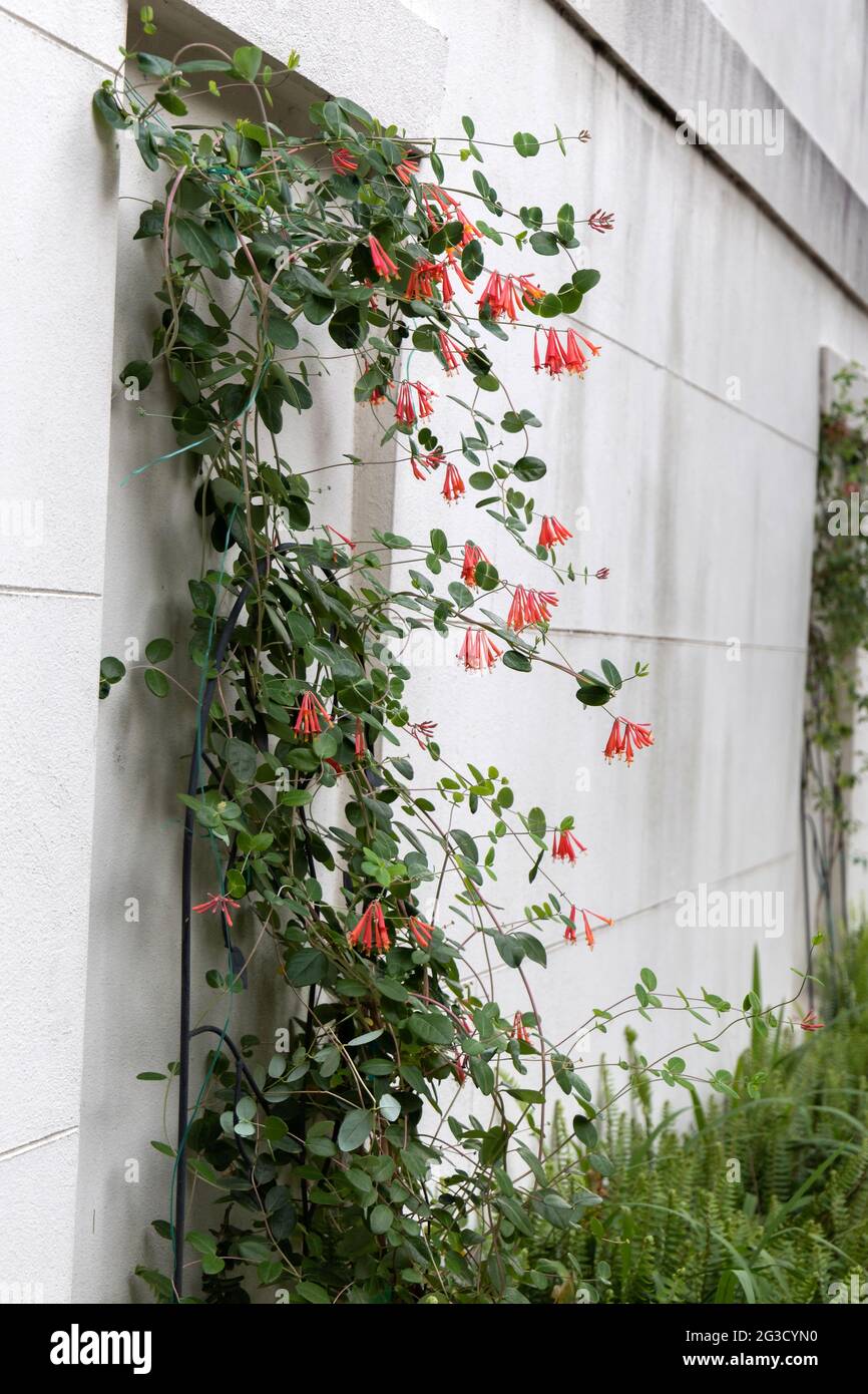 An exterior wall of a house with climbing trumpet honeysuckle Stock Photo