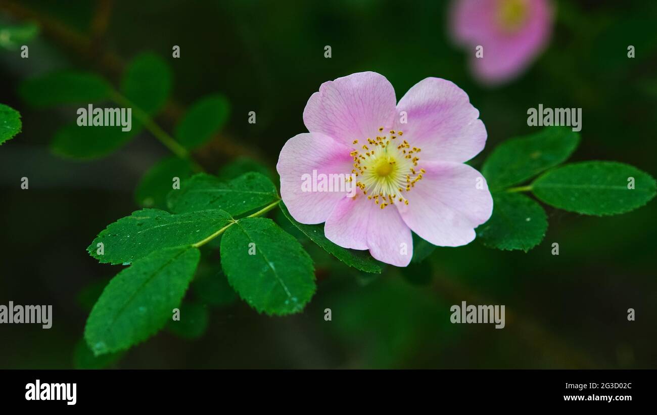 A small, pink, wild rose backed by many dark green leaves in Alberta, Canada, which is known as 'Wild Rose Country.' Stock Photo