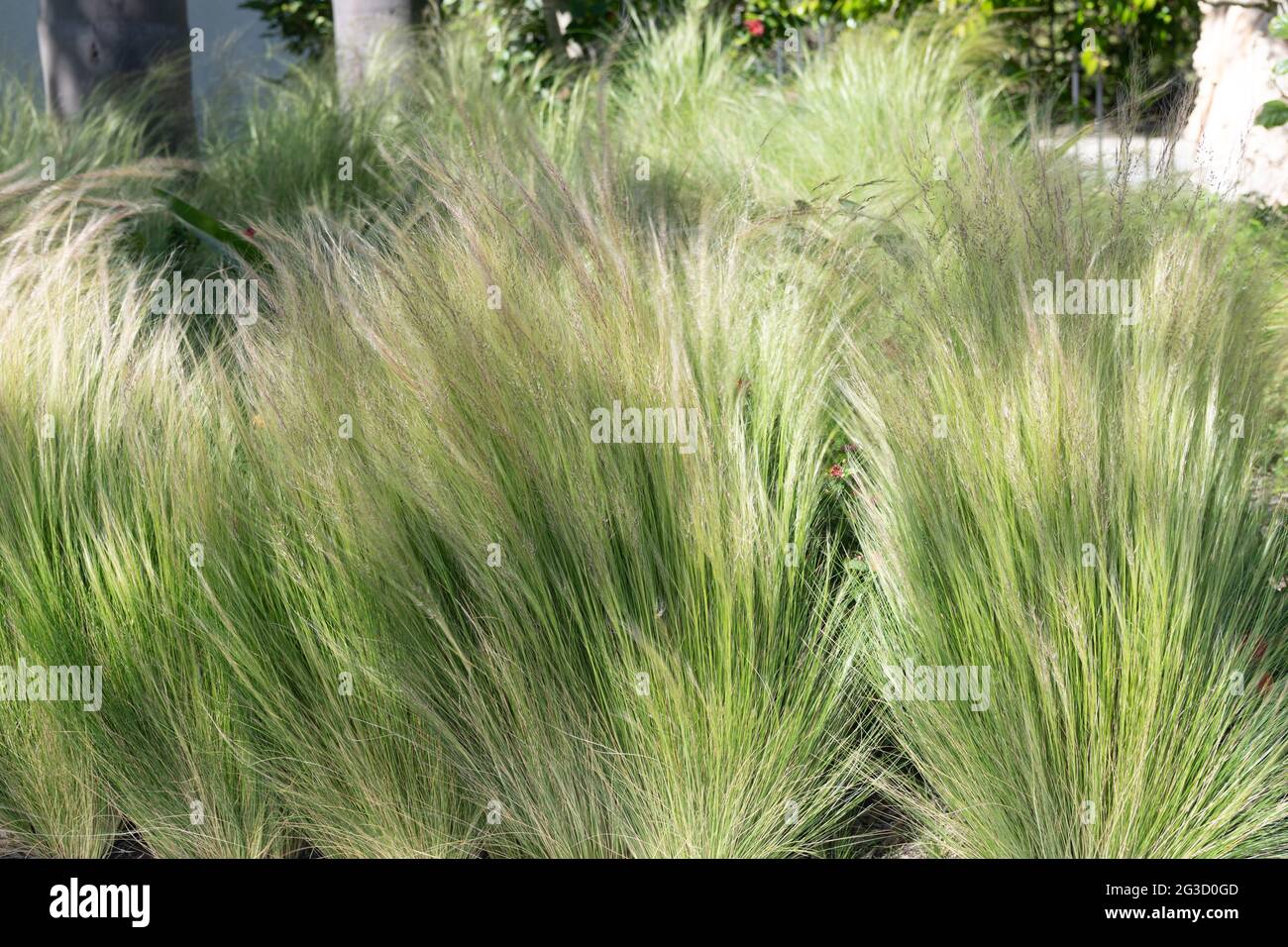 Nassella tenuissima or Mexican feathergrass ornamental grass plant grassy background, grasses Stock Photo