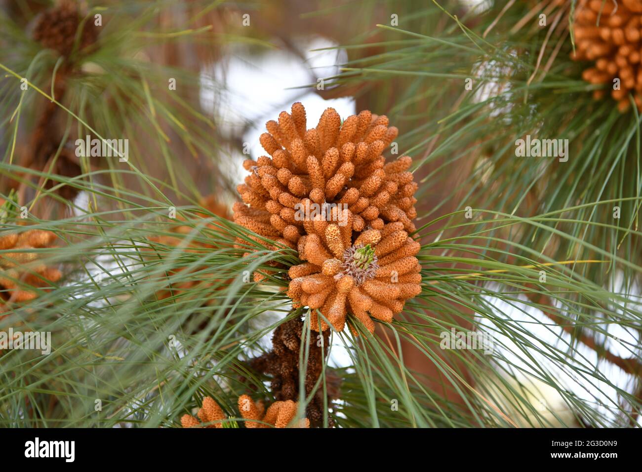 Conifer in spring. Male pinecones or strobili. Pollen cones. Staminate