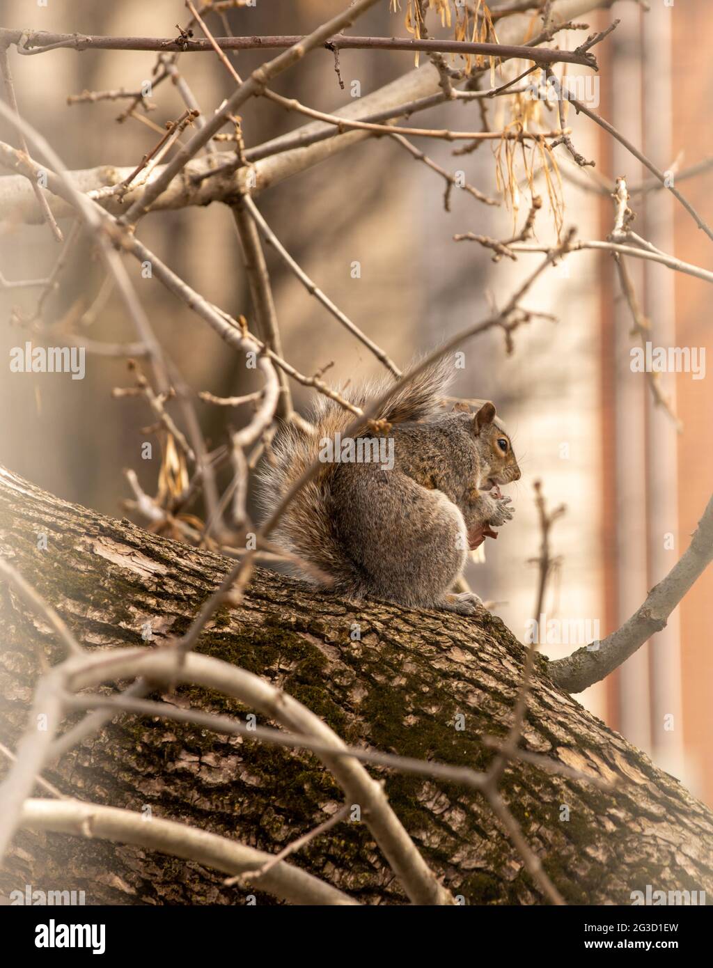 grey fluffy squirrel sitting on a branch in a city with something in the hands eating Stock Photo