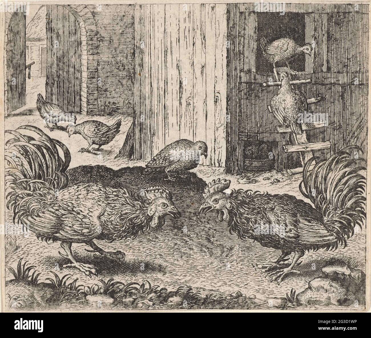 Fabel of the partridge and the roosters. Two roosters are opposite each other, ready for a fight