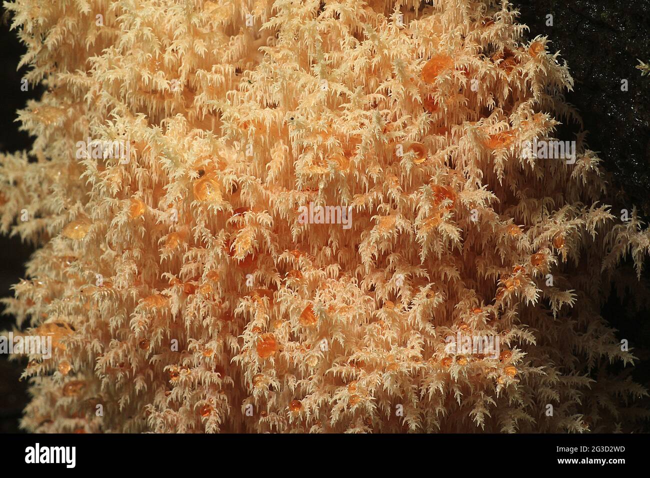 Coral tooth fungus (Hericium coralloides) Stock Photo
