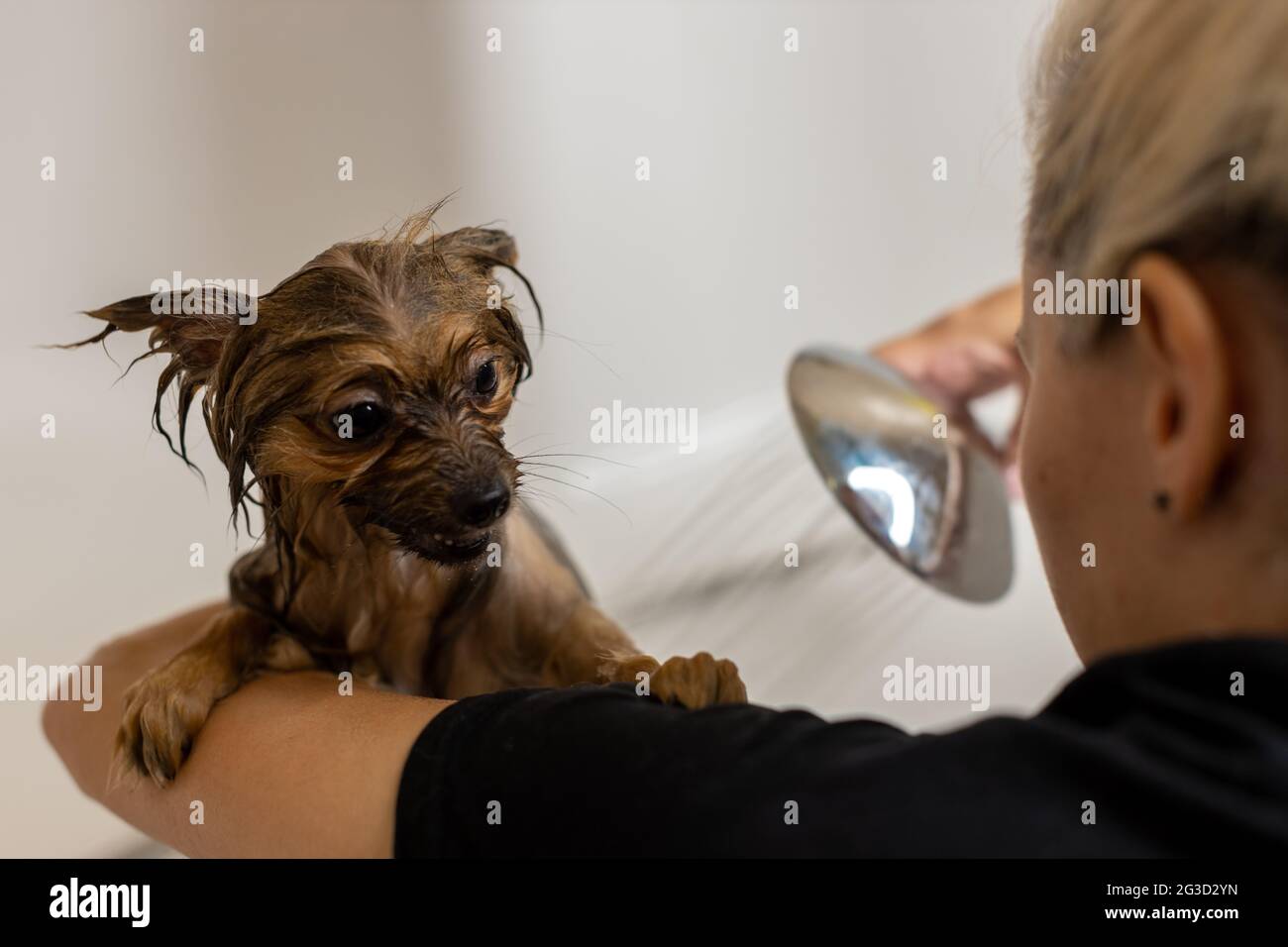 Woman taking care of her little dog. Female washing, cleaning