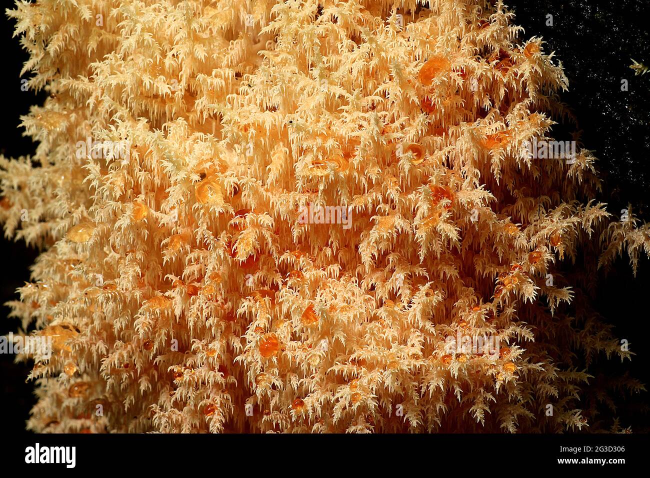 Coral tooth fungus (Hericium coralloides) Stock Photo