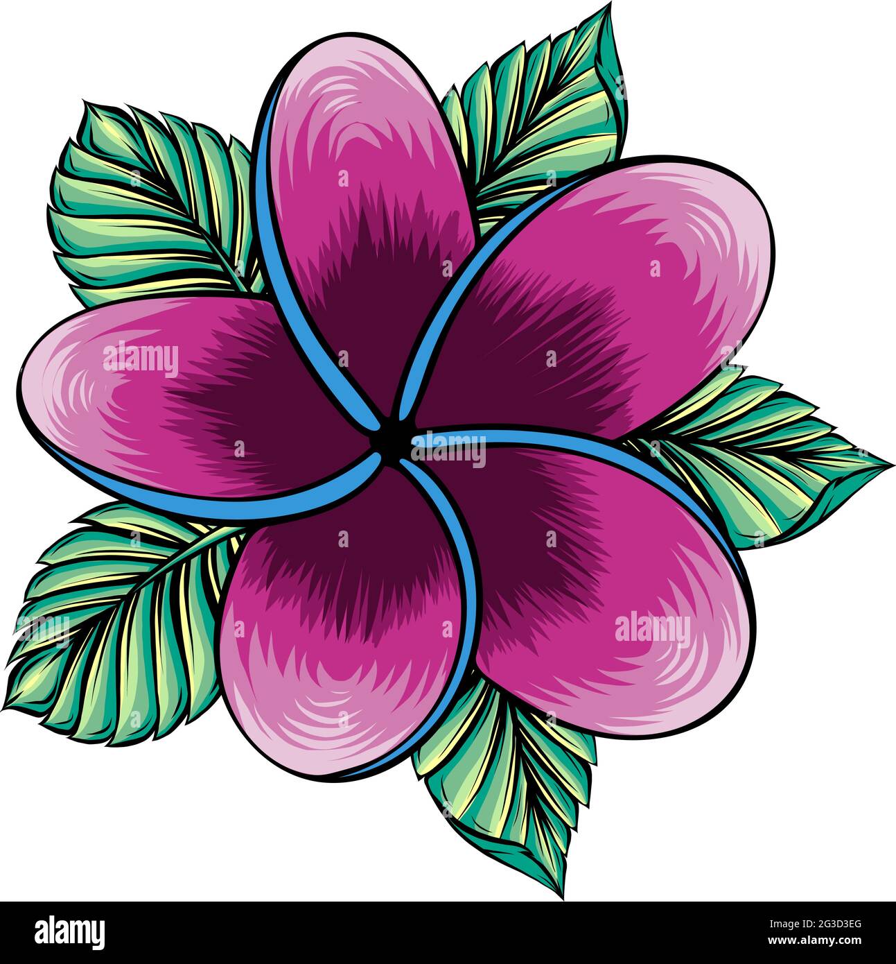 vector illustration of frangipani flower isolated on white Stock Vector