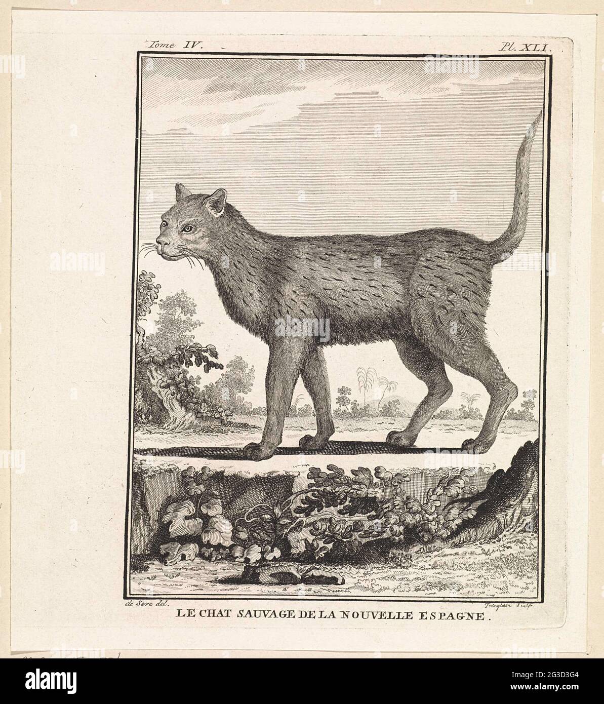 Wild Cat Le Chat Sauvage De La Nouvelle Espagne A Wild Cat At The Top Of The Margin Tome Iv Pl Xli Stock Photo Alamy