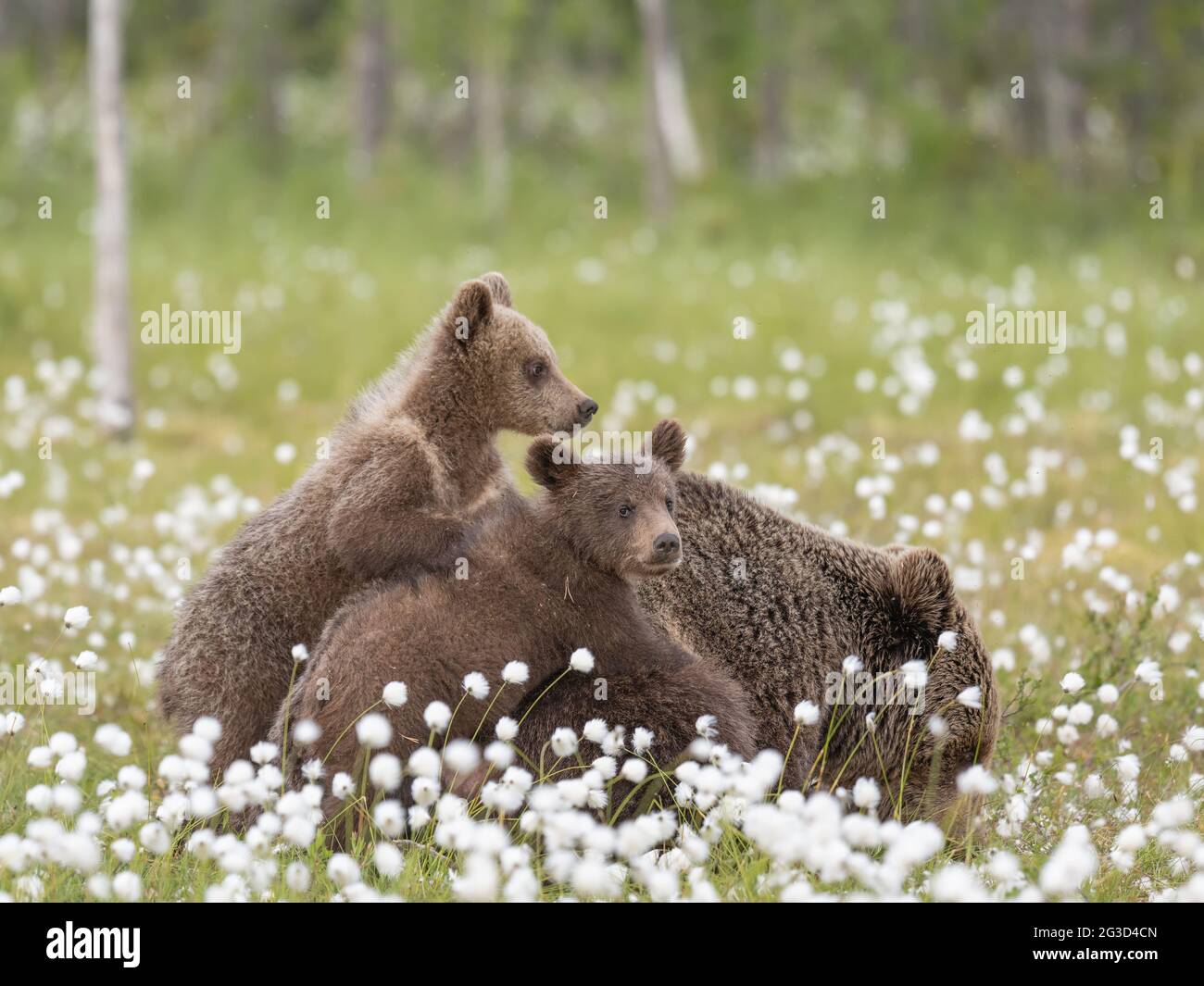 Bear cubs lying on their mother in the middle of the cotton grass on a ...