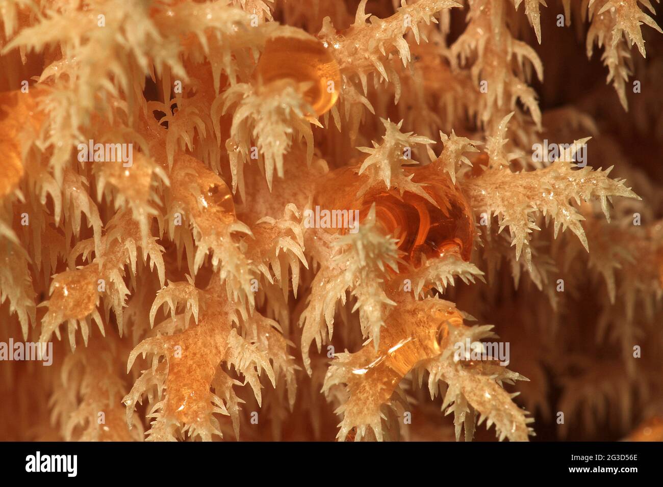 Coral tooth fungus (Hericium novae-hollandiae) Stock Photo