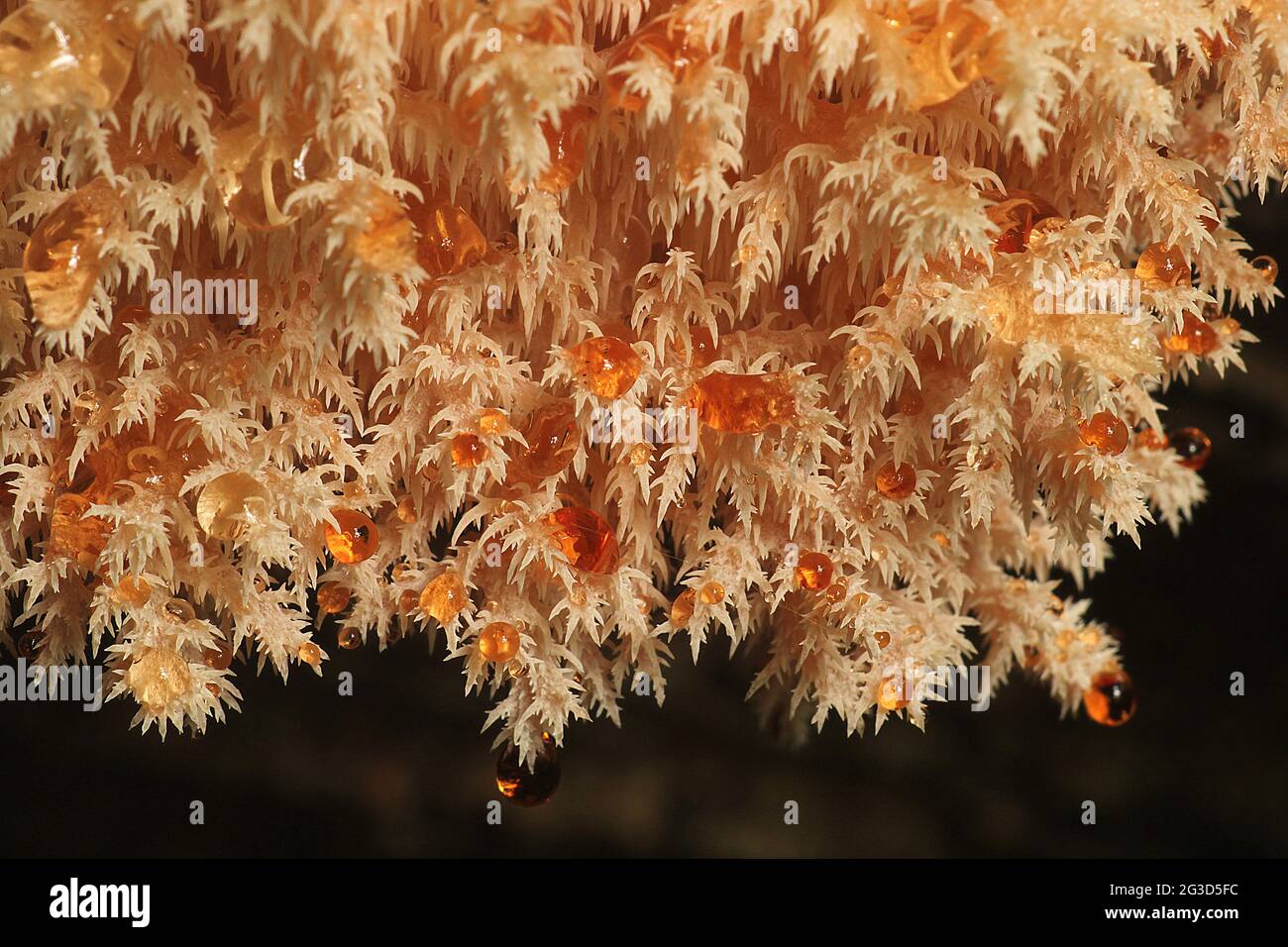 Coral tooth fungus (Hericium novae-hollandiae) Stock Photo