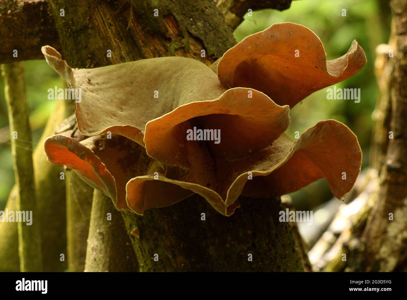 wood ear fungus (Auricularia auricula Stock Photo Alamy