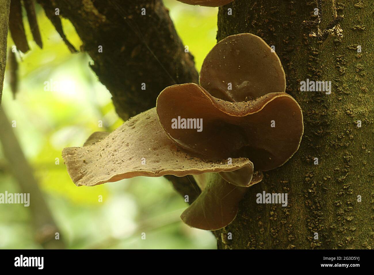 wood ear fungus (Auricularia auricula Stock Photo Alamy