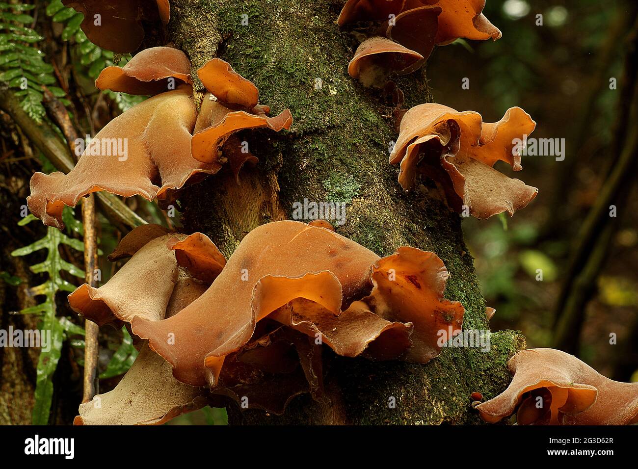 wood ear fungus (Auricularia auricula) Stock Photo