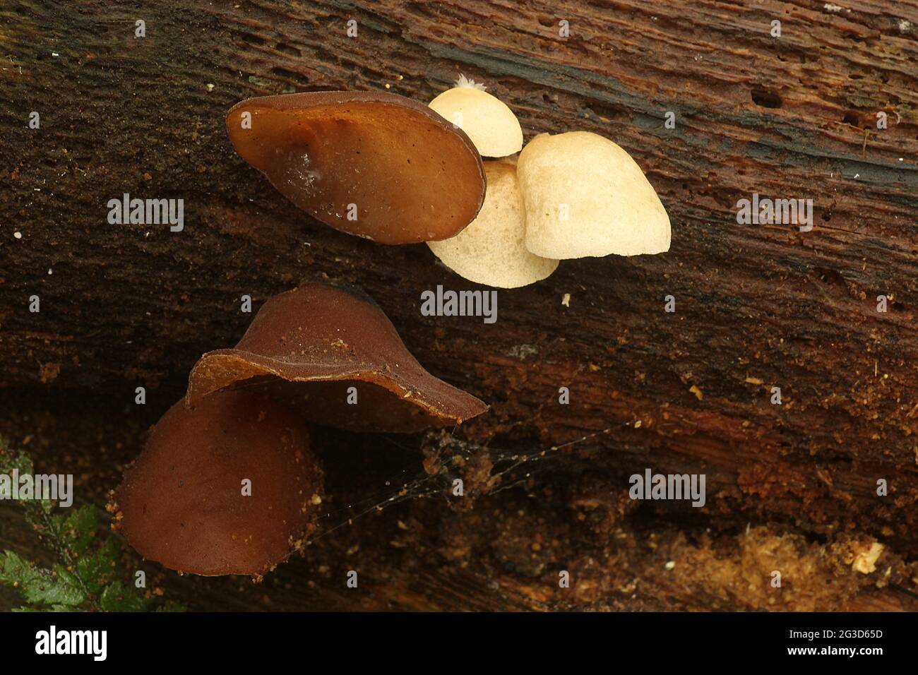 wood ear fungus (Auricularia auricula Stock Photo Alamy