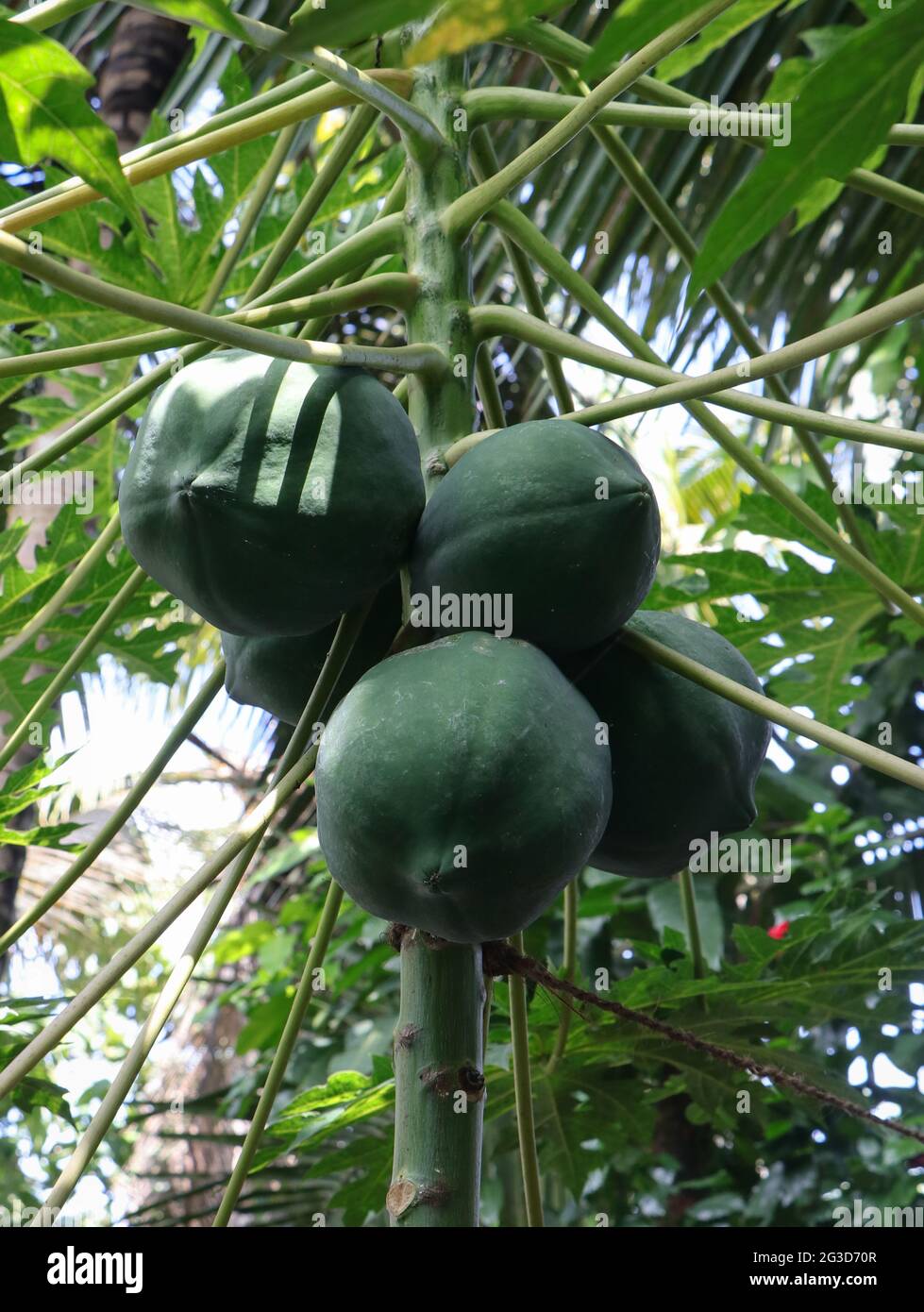 green unripe papayas growing as a bunch on a papaya tree Stock Photo