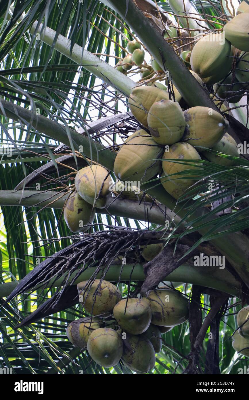 tropical green tender coconut fruit bunches on a coconut treetop Stock Photo Alamy
