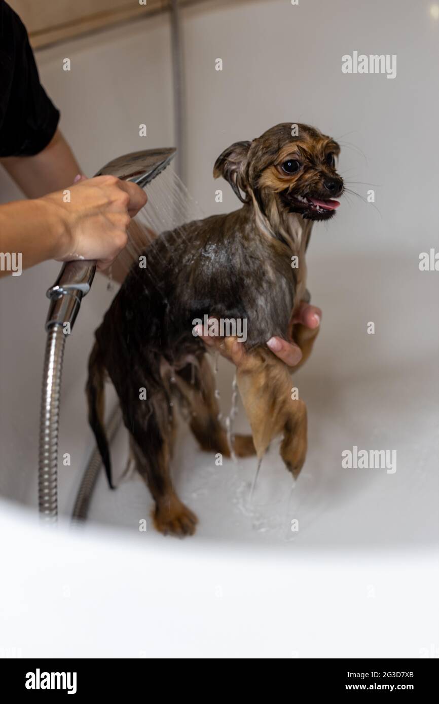 Pomeranian dog taking a shower in bathroom Stock Photo Alamy