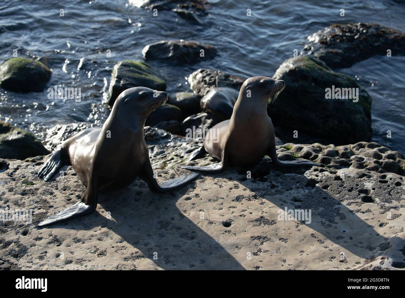 Harbor seal. Seals on the rocks. Sea lions on the cliff at La Jolla