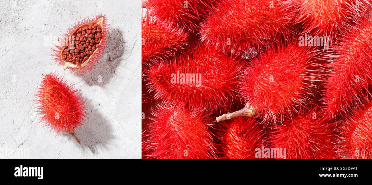 Annatto seeds, Onoto, Annatto, Bixa orellana, natural red pigment Stock Photo