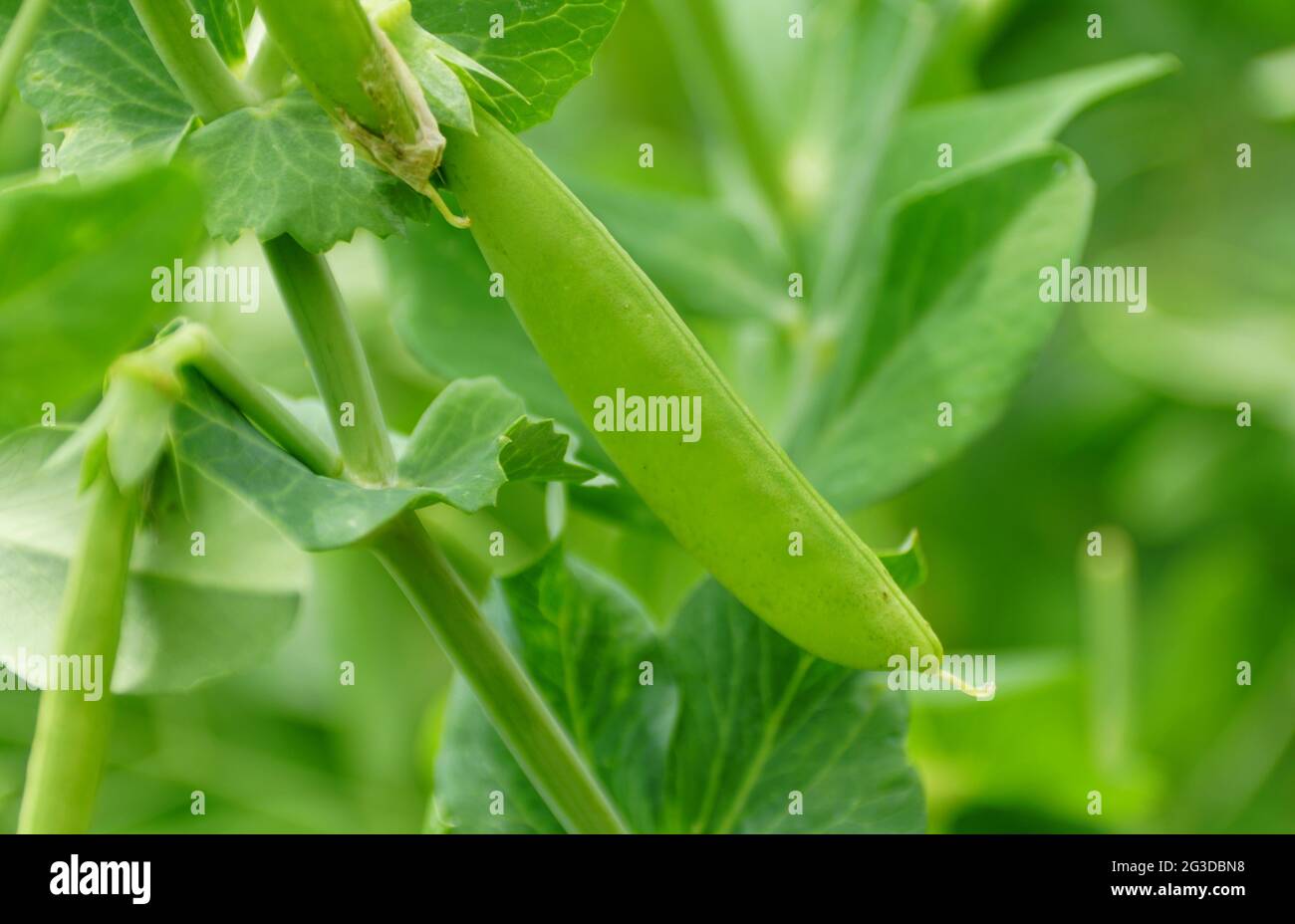 Close up of the Snap Peas 'Sugar Anne', a climbing vegetable Stock Photo