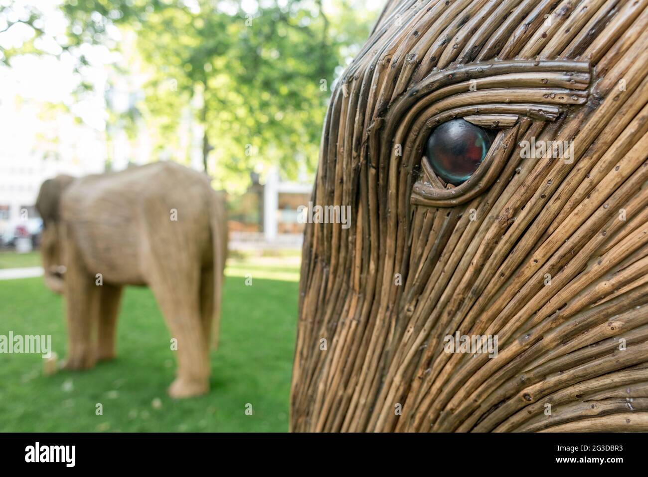 Elephant sculptures made of bamboo exhibited in Berkeley Square, London