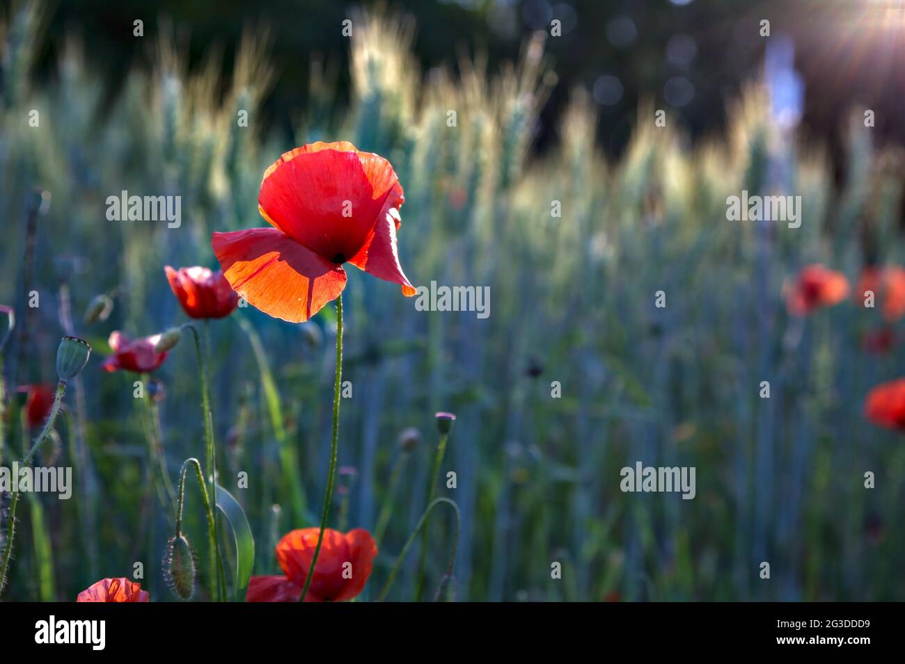 Poppies growing among ears of wheat at sunset seen up close Stock Photo ...