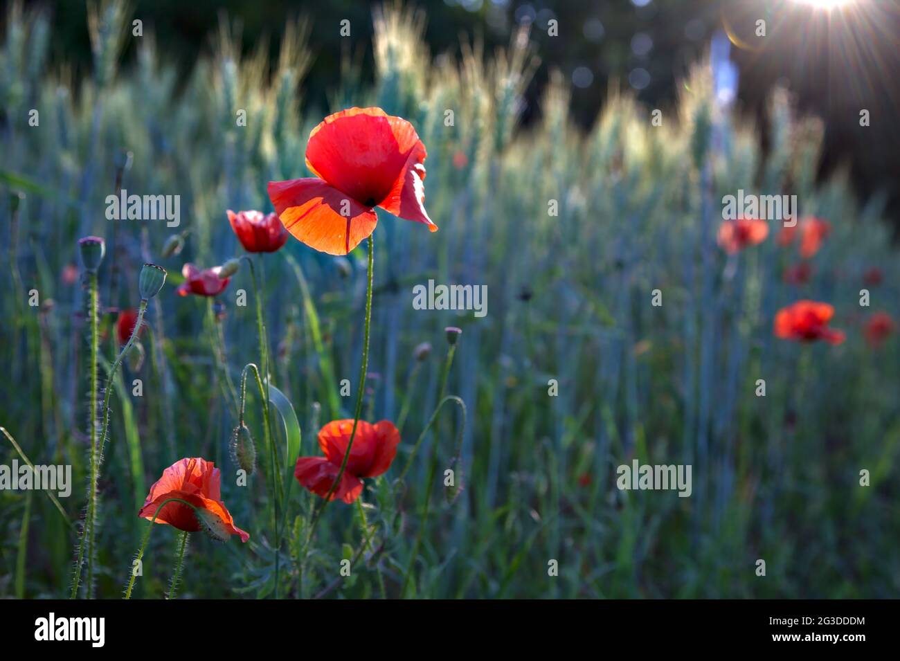 Poppies growing among ears of wheat at sunset seen up close Stock Photo ...