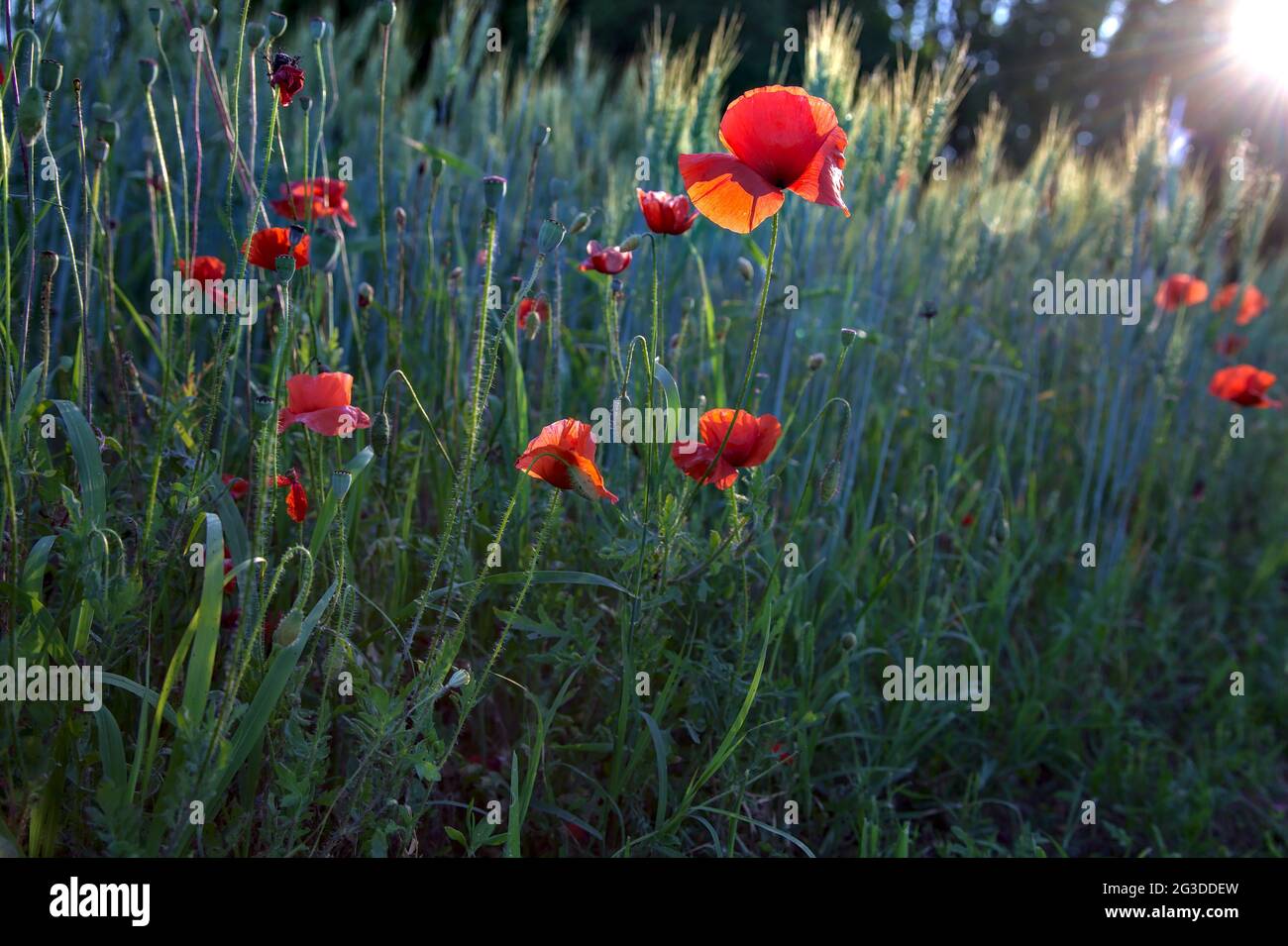 Poppies growing among ears of wheat at sunset seen up close Stock Photo ...