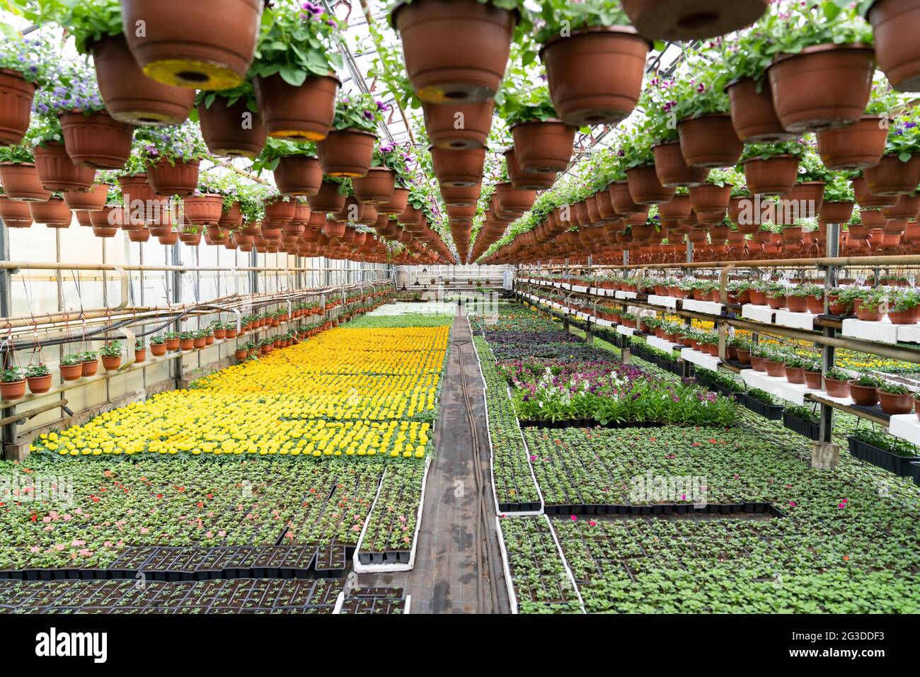 Glower plantation in organic greenhouse. Plants seedling grow in pots for cultivation and replanting Stock Photo