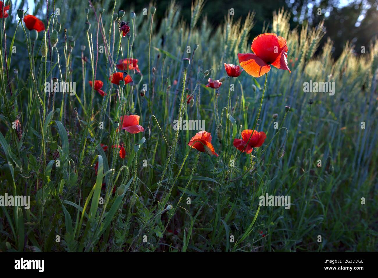 Poppies growing among ears of wheat at sunset seen up close Stock Photo ...