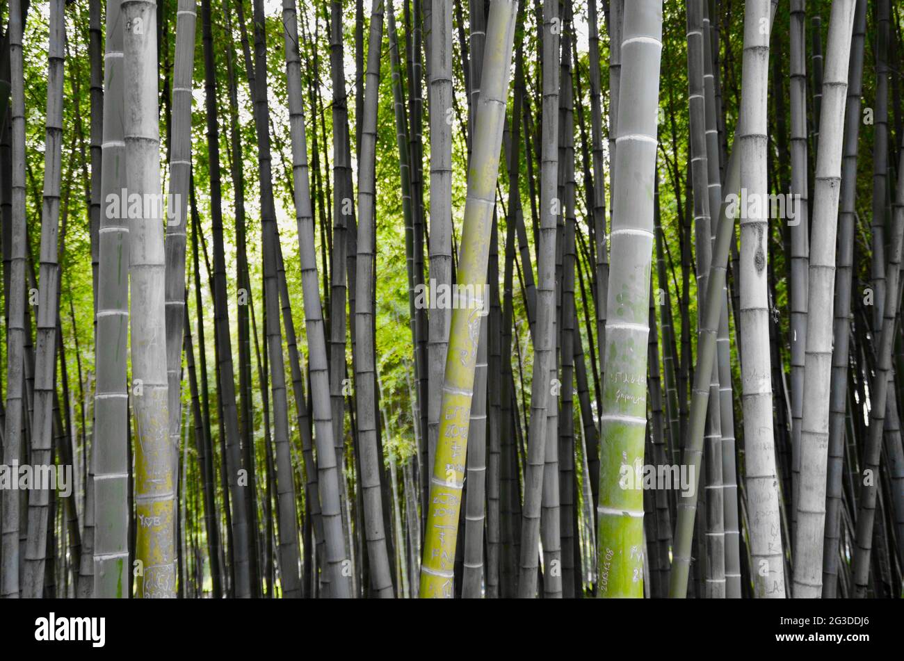 Sichtschutzfolie Bamboo Forest 