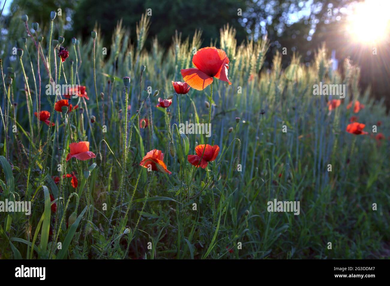 Poppies growing among ears of wheat at sunset seen up close Stock Photo ...