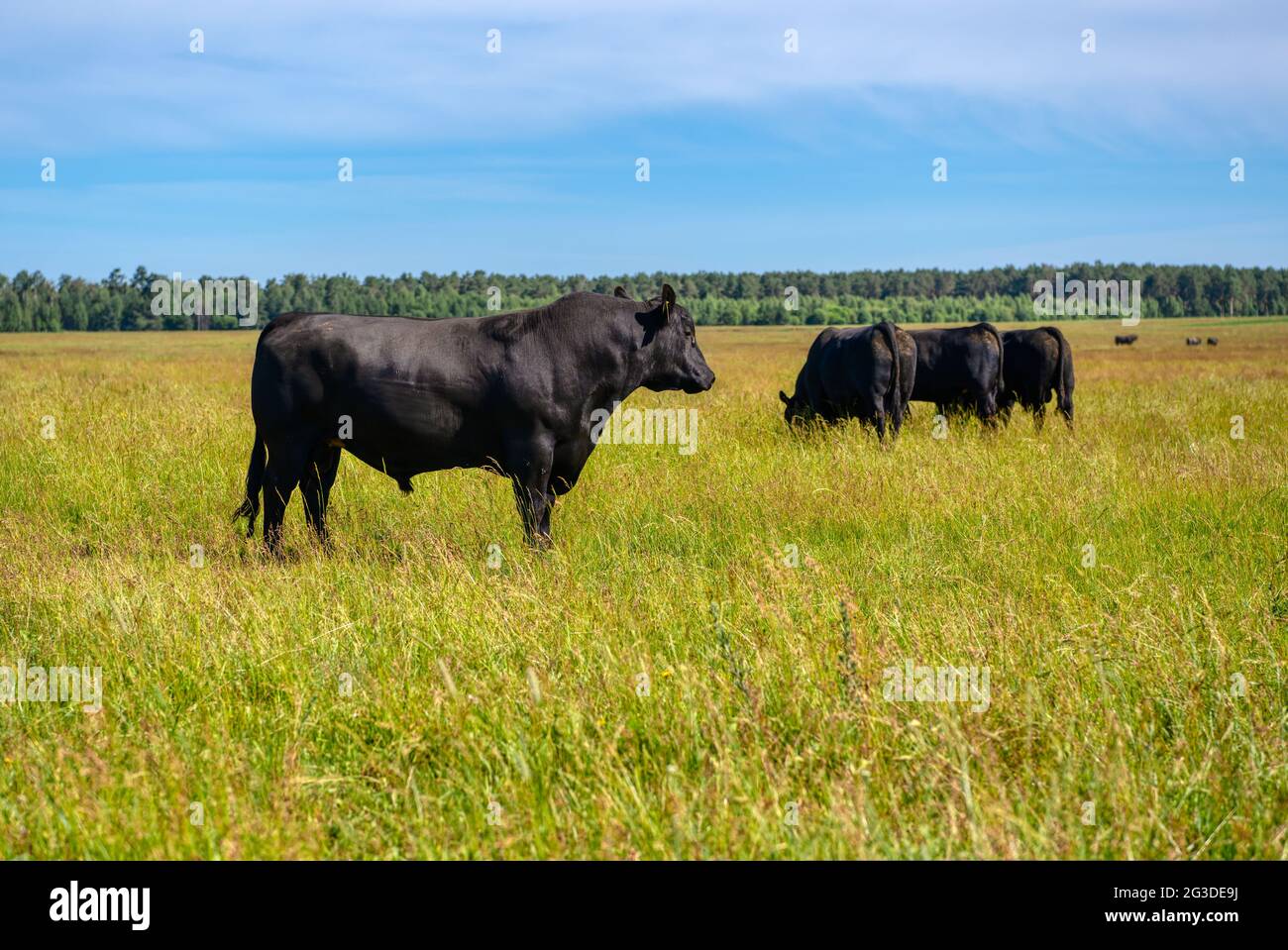 Black angus bull hi-res stock photography and images - Alamy