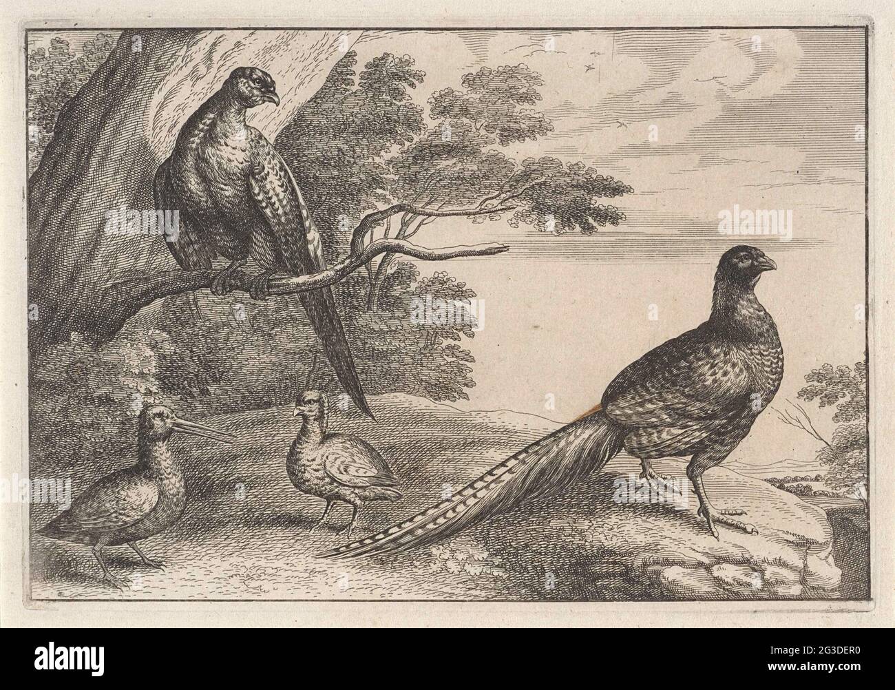 Four birds; Diversae avium species; Different birds. Four birds ...