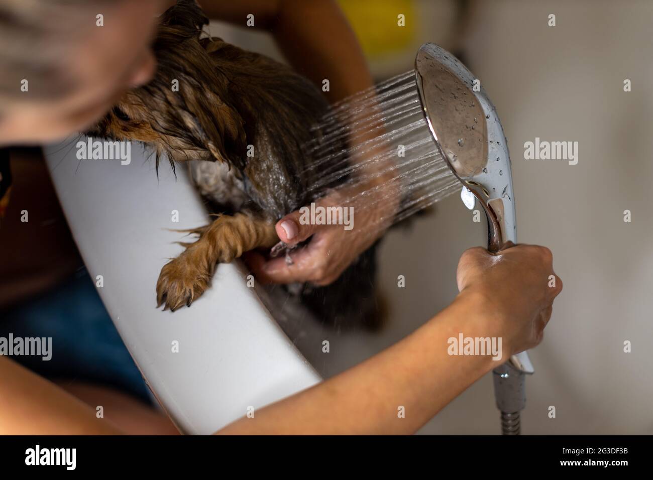 Woman taking care of her little dog. Female washing, cleaning dachshund under the shower. Animals hygiene concept. Stock Photo