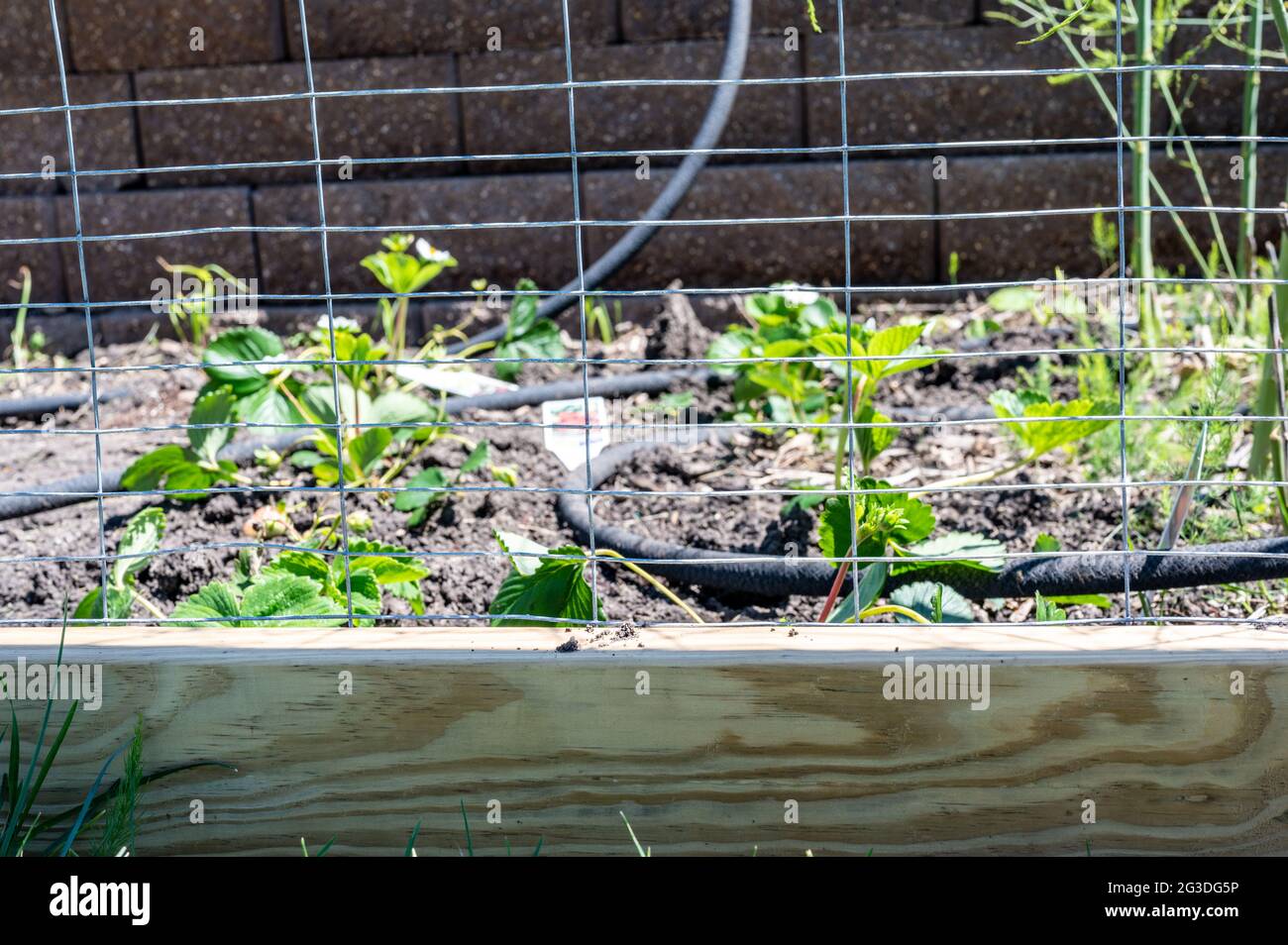 Garden with wire fencing to keep out rabbits. Strawberries planted in