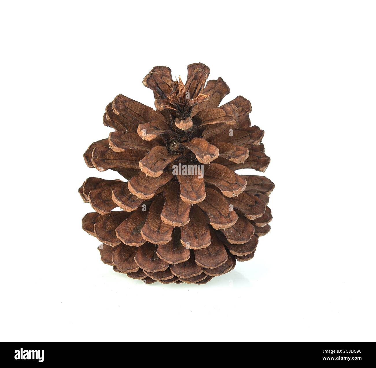 A pine cones isolated on white background Stock Photo - Alamy