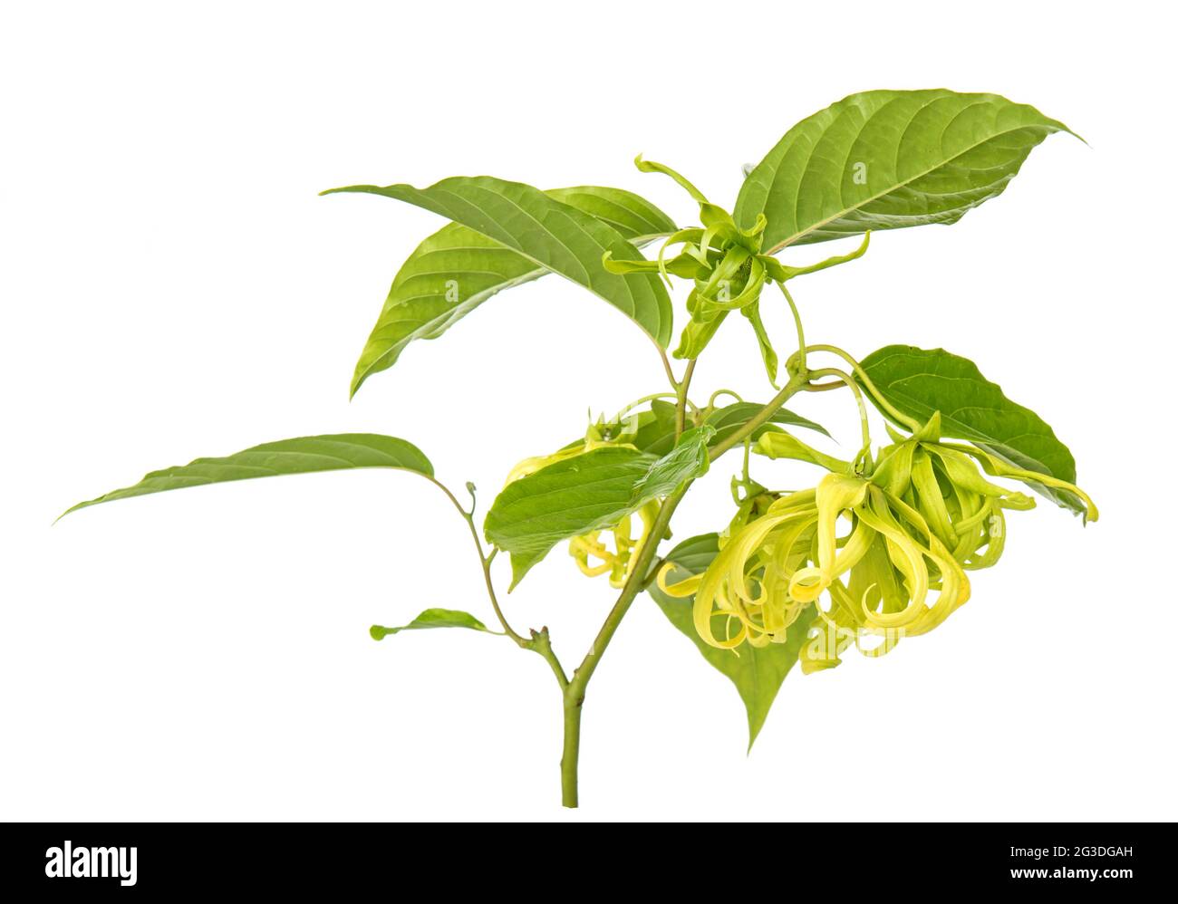 Cananga oborata (Ylang-ylang) isolated on white background Stock Photo