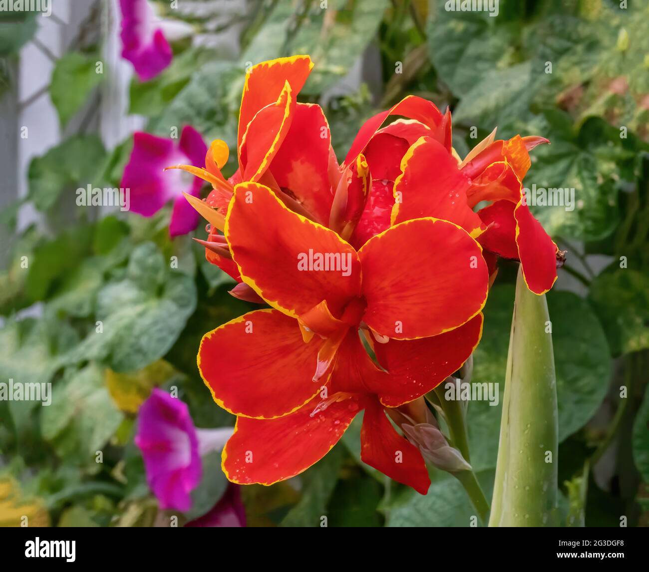 Close up of a beautiful orange canna lily surrounded by pink morning glories growing on a white picket fence. Stock Photo