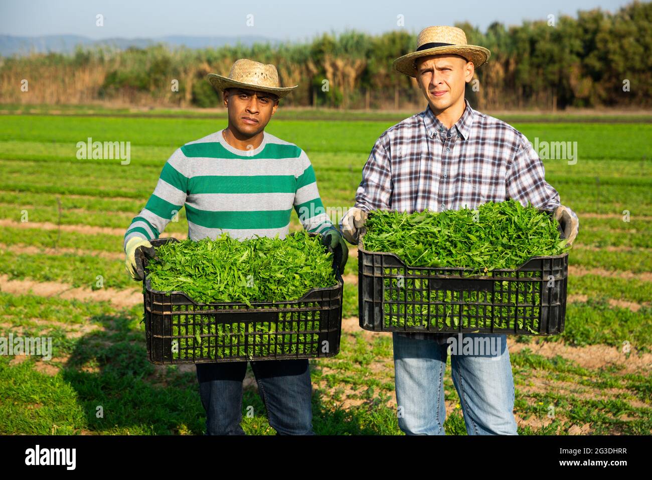 Two farmers showing rich harvest of green arugula on field Stock Photo