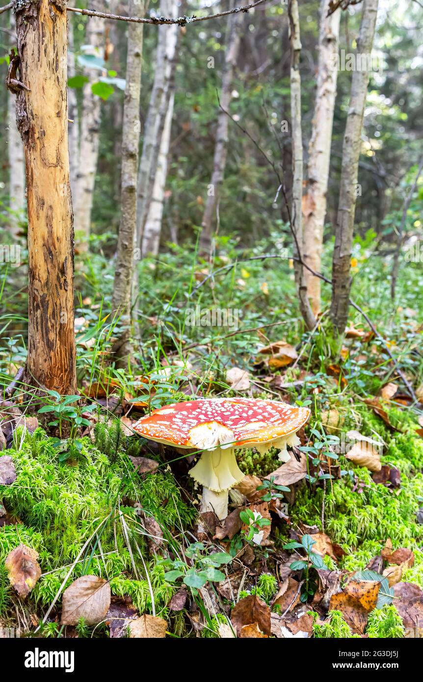 Red fly agaric mushroom in the summer forest. The toxic amanita ...